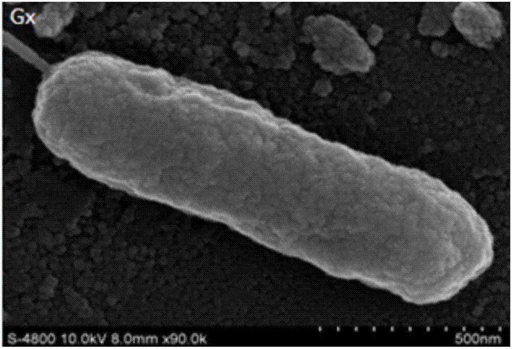 Pseudomonas aeruginosa and applications thereof