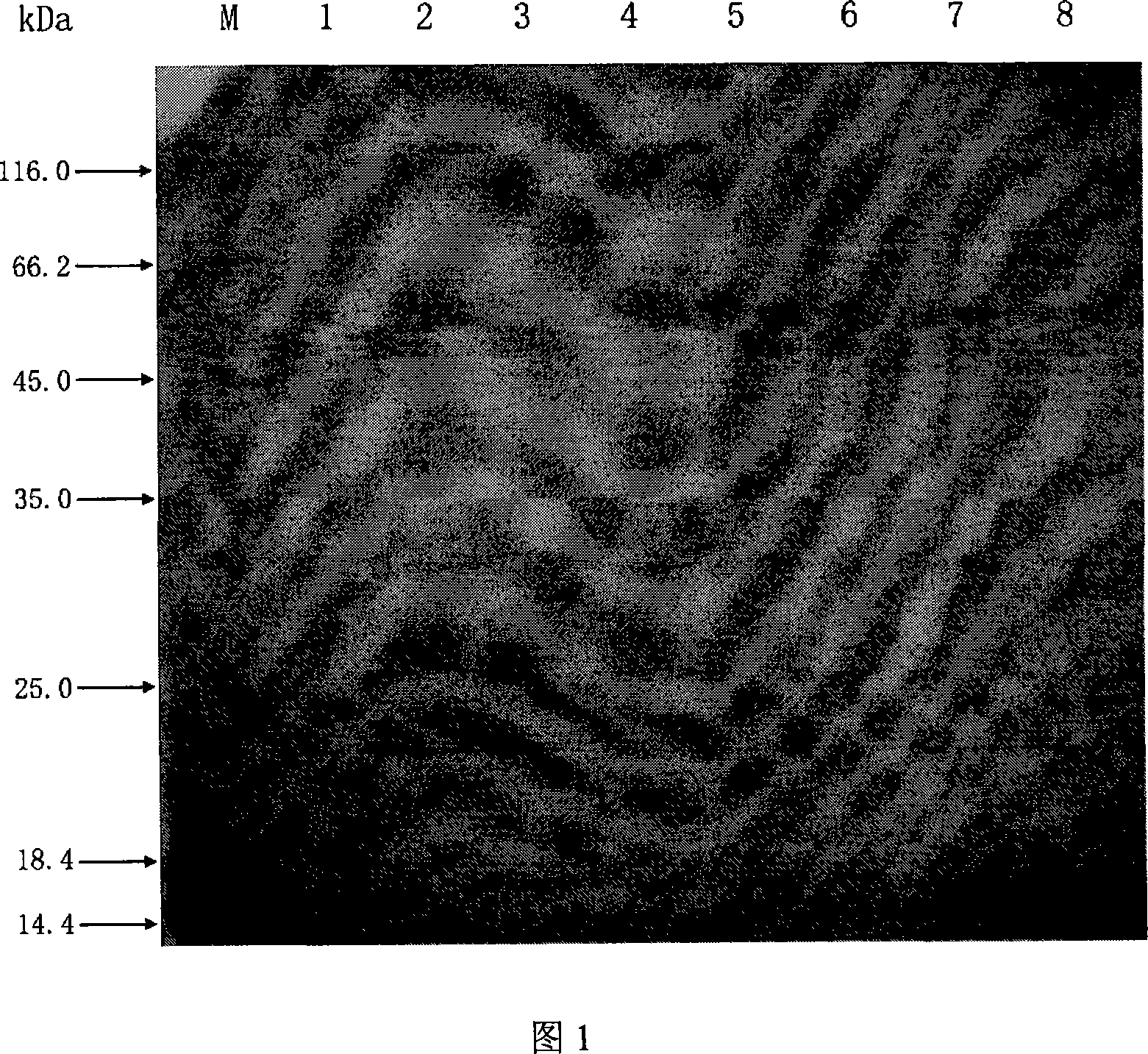 H3 type flu virus hemagglutinin space conformation simulation antigen epitope and application thereof