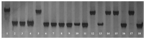 Indel molecular marker co-segregating with cucumber ZymV resistance gene