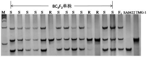 Indel molecular marker co-segregating with cucumber ZymV resistance gene