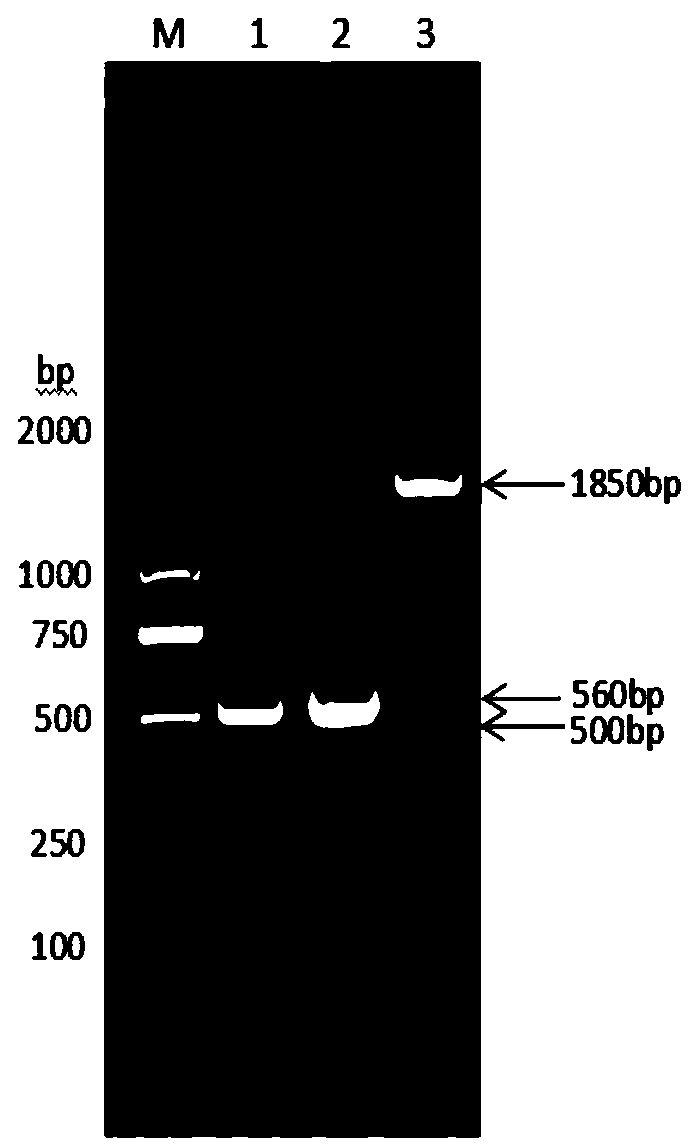 Bovine albumin-interferon alpha-interleukin 2 fusion protein, preparation method and coding gene thereof, and bovine long-acting interferon