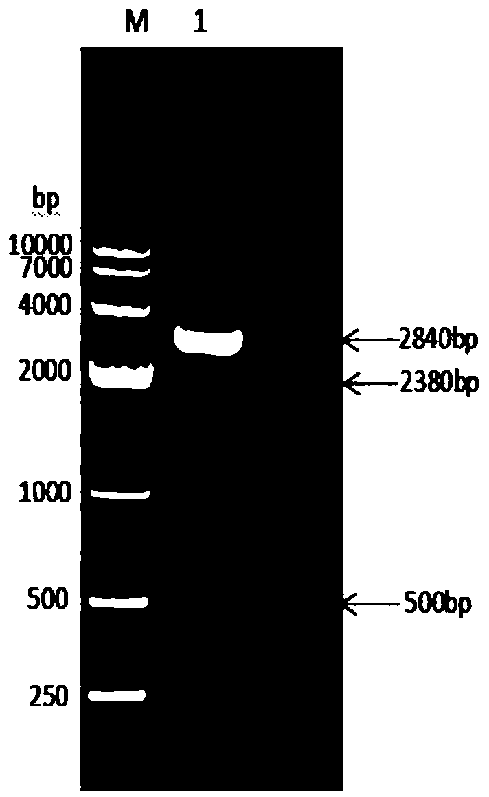 Bovine albumin-interferon alpha-interleukin 2 fusion protein, preparation method and coding gene thereof, and bovine long-acting interferon