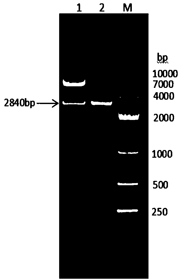 Bovine albumin-interferon alpha-interleukin 2 fusion protein, preparation method and coding gene thereof, and bovine long-acting interferon