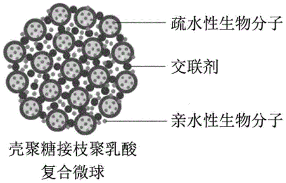 Chitosan-grafted polylactic acid composite microspheres loaded with hydrophilic and hydrophobic biomolecules and preparation method thereof