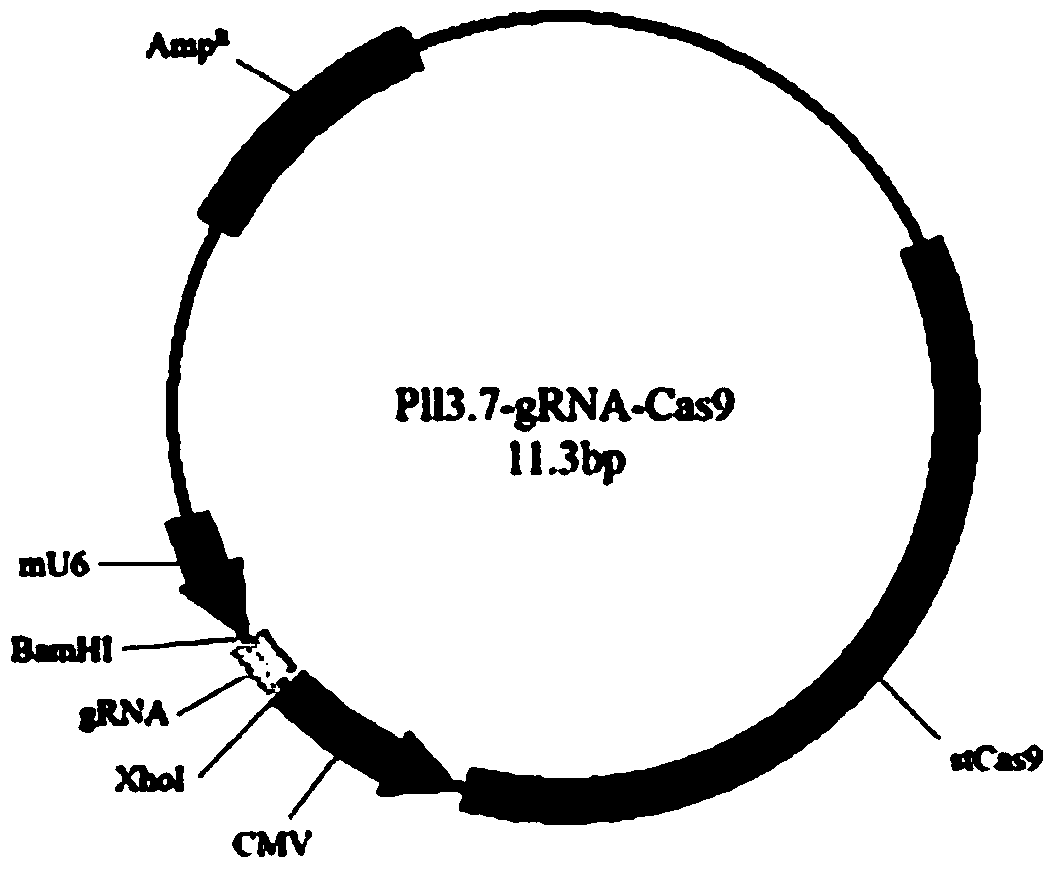 A seamless gene editing method based on SSA repair using CRISPR/Cas9 technology