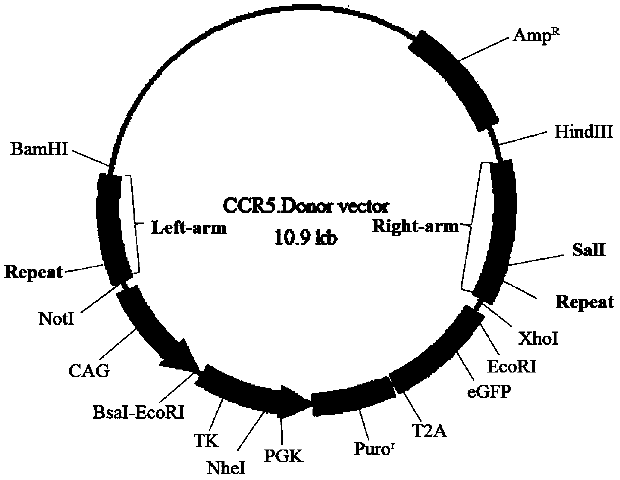 A seamless gene editing method based on SSA repair using CRISPR/Cas9 technology