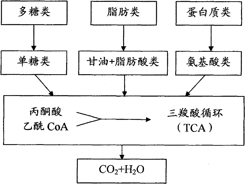 Novel chromatographic carrier reactor for sewage disposal