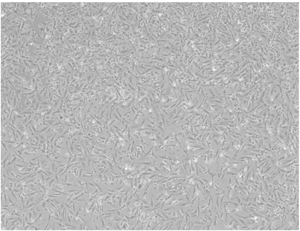 Method for efficient transfection of turbot muscle cells