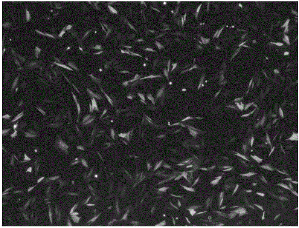 Method for efficient transfection of turbot muscle cells