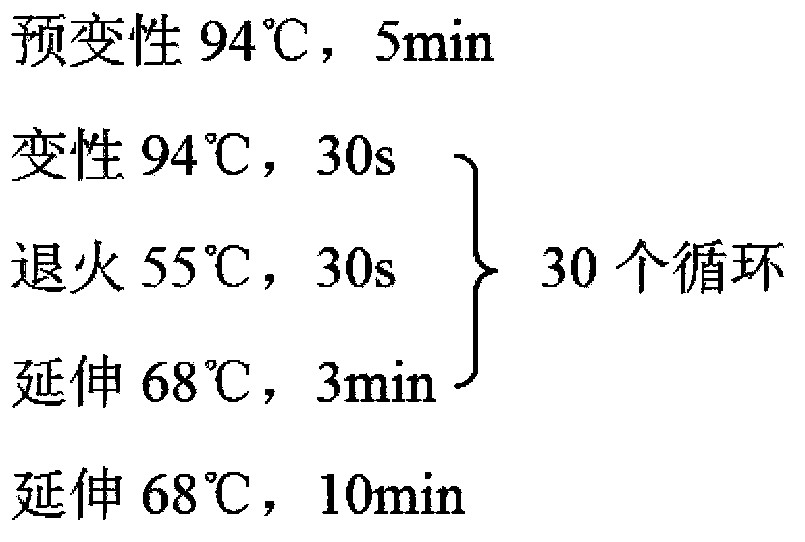 Construction method of gene engineered bacteria for arteannuic acid production