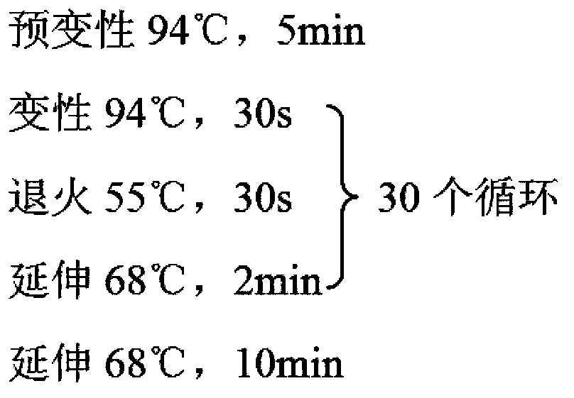 Construction method of gene engineered bacteria for arteannuic acid production