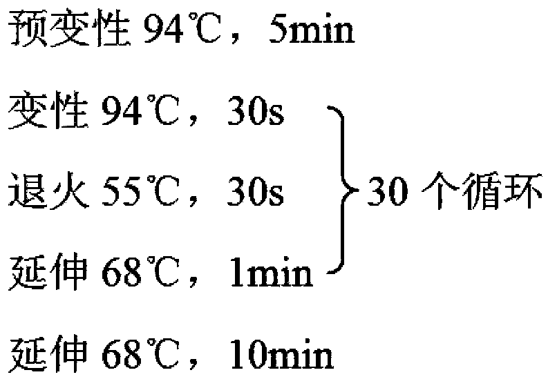 Construction method of gene engineered bacteria for arteannuic acid production