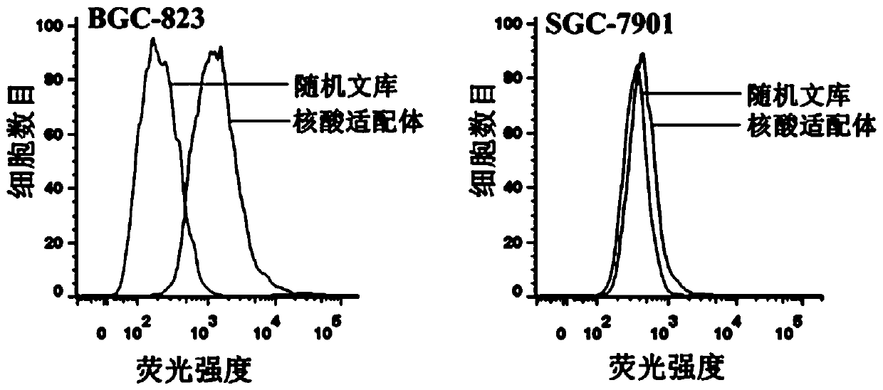 Targeted aptamer for human poorly differentiated gastric carcinoma cells and application of targeted aptamer