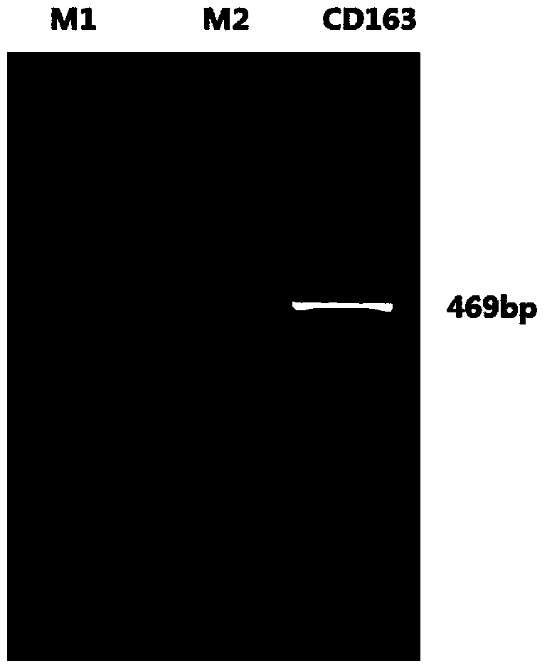 Dual-luciferase reporter gene carrier based on porcine CD163 gene
