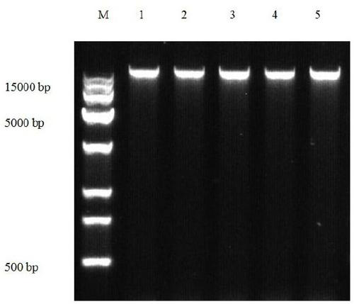 Reagent for extracting total DNAs of Grifola frondosa and application thereof