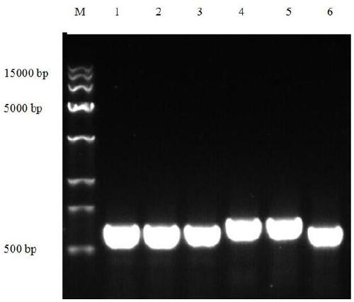 Reagent for extracting total DNAs of Grifola frondosa and application thereof