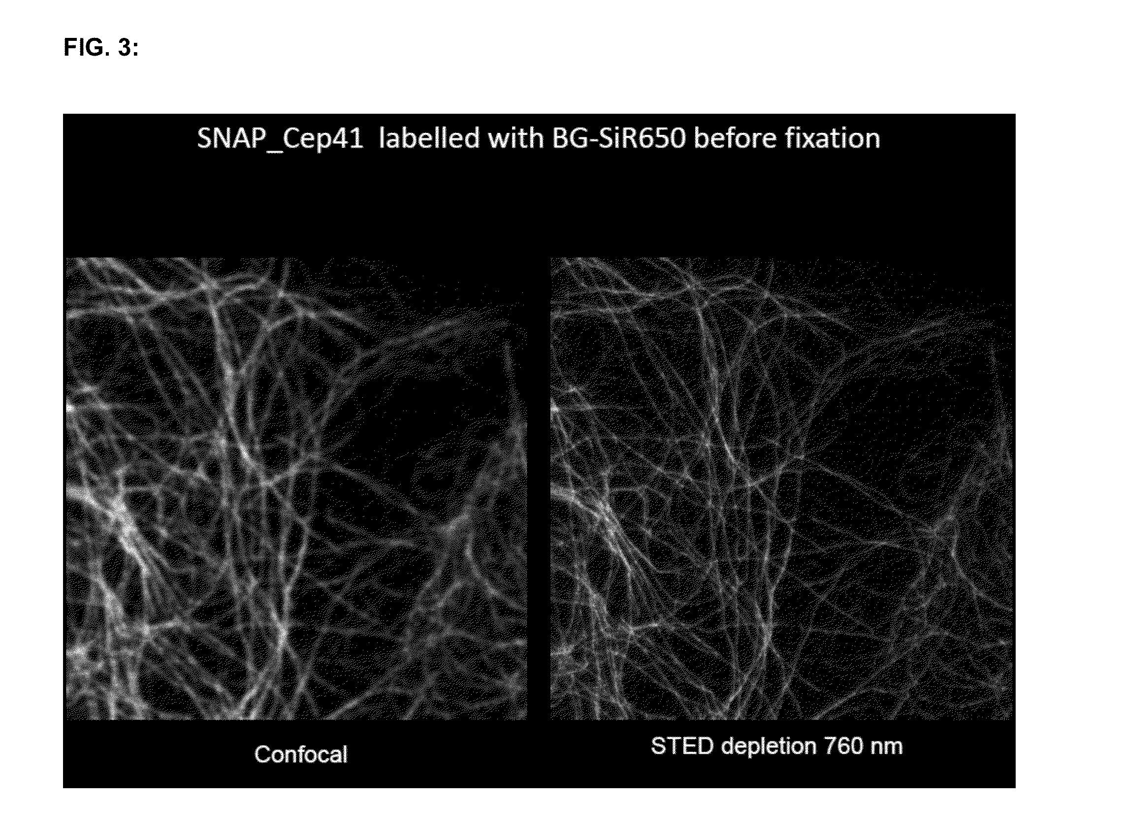 Cell permeable, fluorescent dye