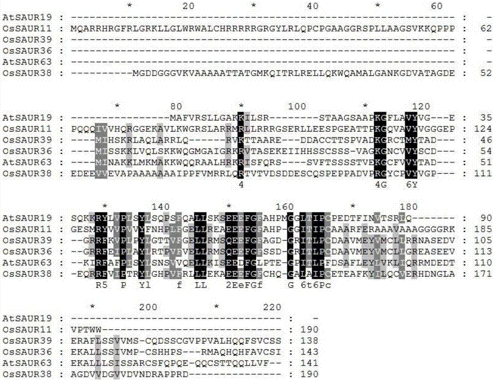 Rice root development and stress resistance related OsSAUR11 genes and encoding protein and application