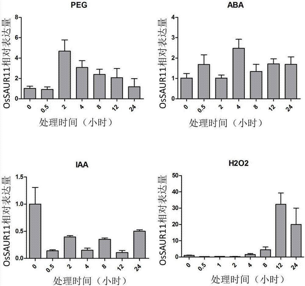 Rice root development and stress resistance related OsSAUR11 genes and encoding protein and application