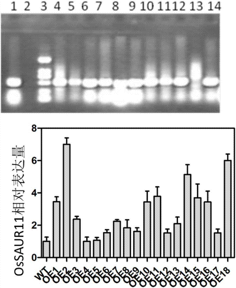 Rice root development and stress resistance related OsSAUR11 genes and encoding protein and application