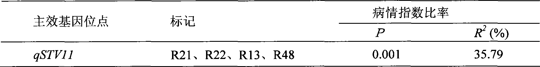 Molecular marker method for rice anti-rice stripe major gene loci qSTV11