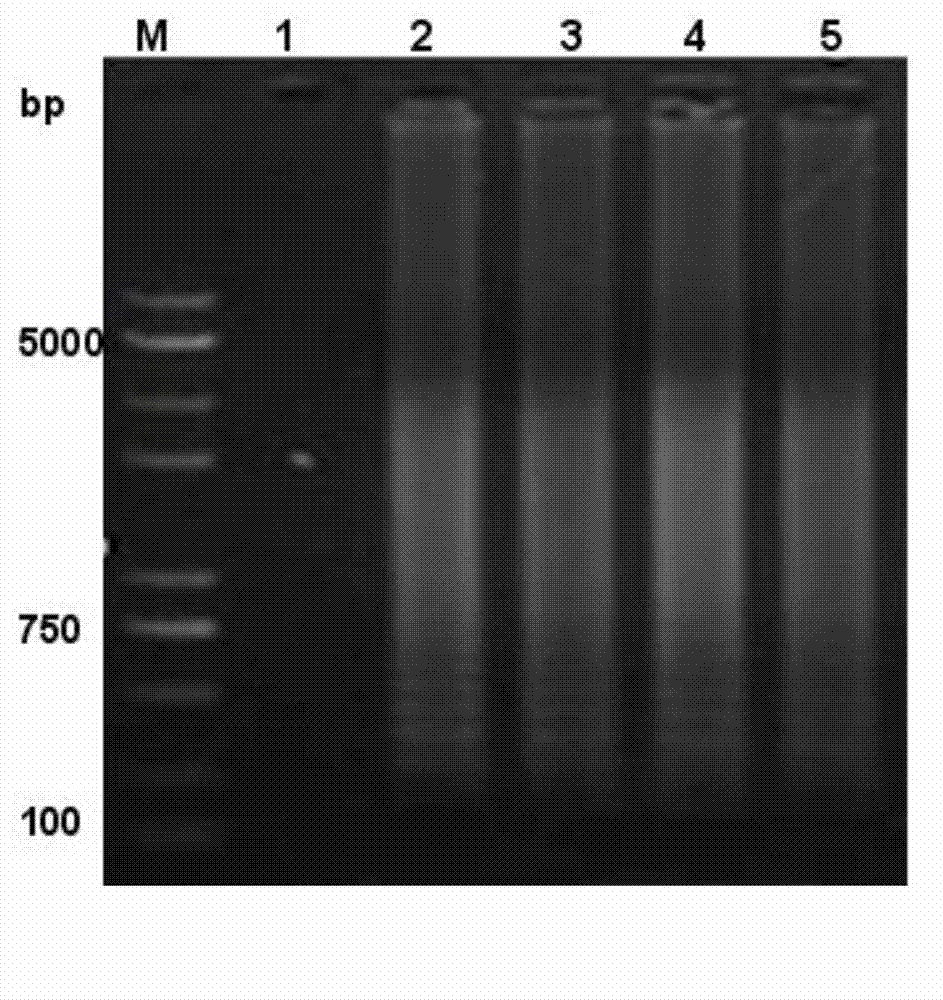 Kit used for rapid detection of enterobacter sakazakii in milk, and applications thereof