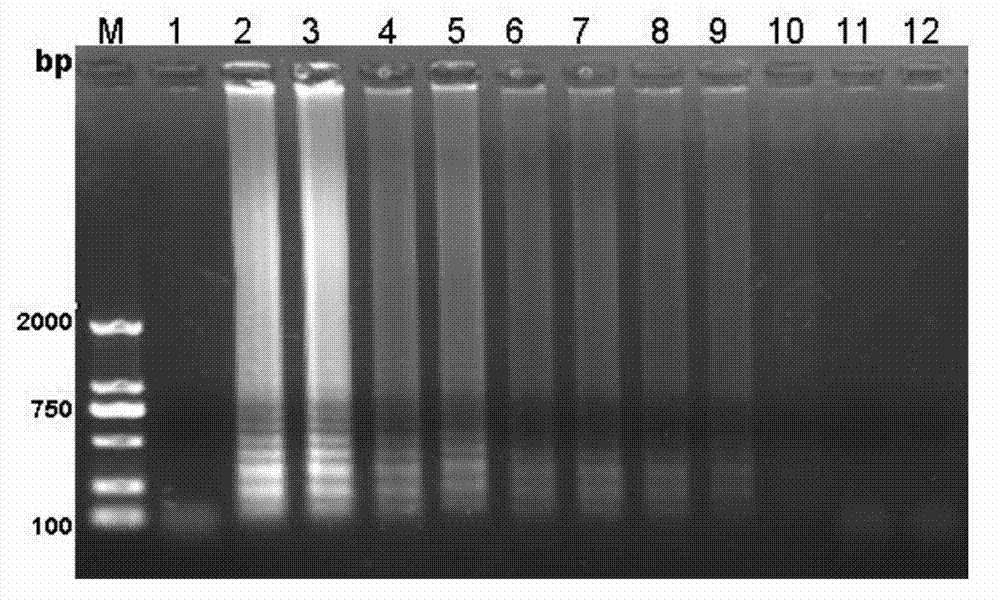 Kit used for rapid detection of enterobacter sakazakii in milk, and applications thereof