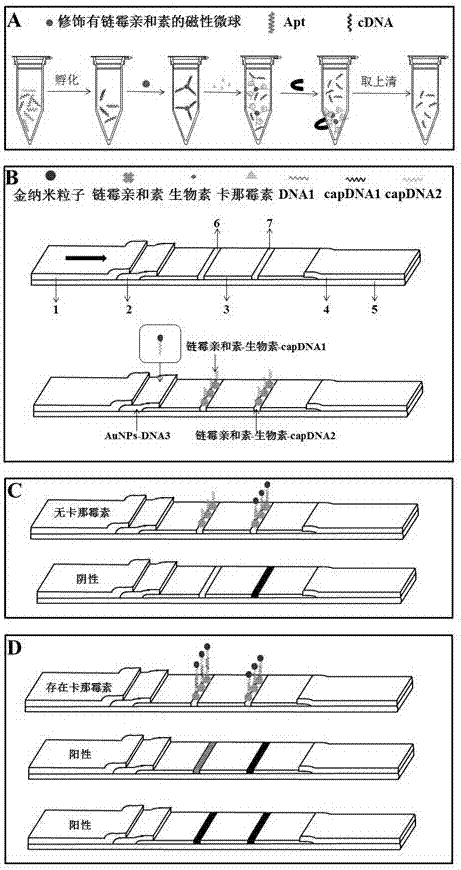 Kanamycin rapid testing test paper for aptamer recognition and functionalized magnetic microsphere separating pretreatment and preparation and application thereof