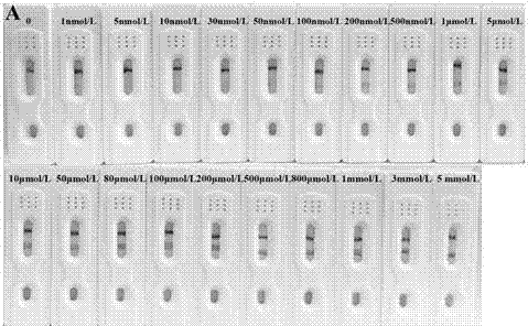 Kanamycin rapid testing test paper for aptamer recognition and functionalized magnetic microsphere separating pretreatment and preparation and application thereof