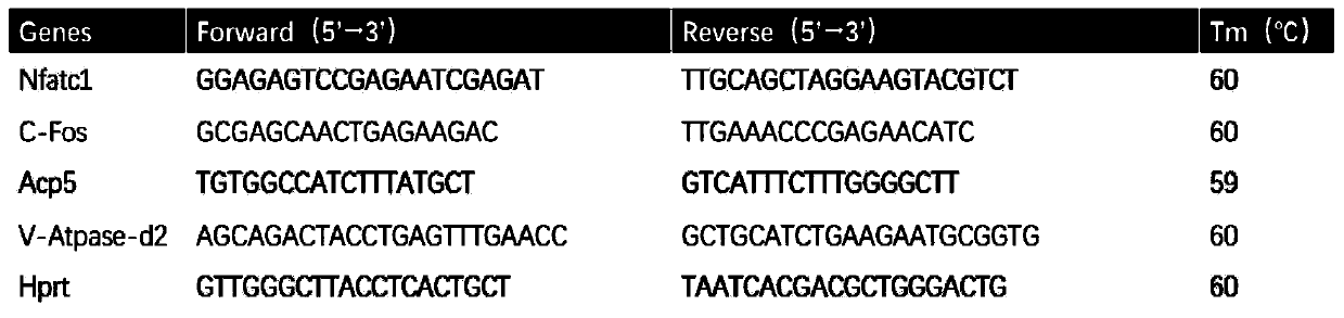 Application of signal pathway signal inhibitor or protein synthesis inhibitor or madecassic acid in preparation of drug for treating osteoporosis