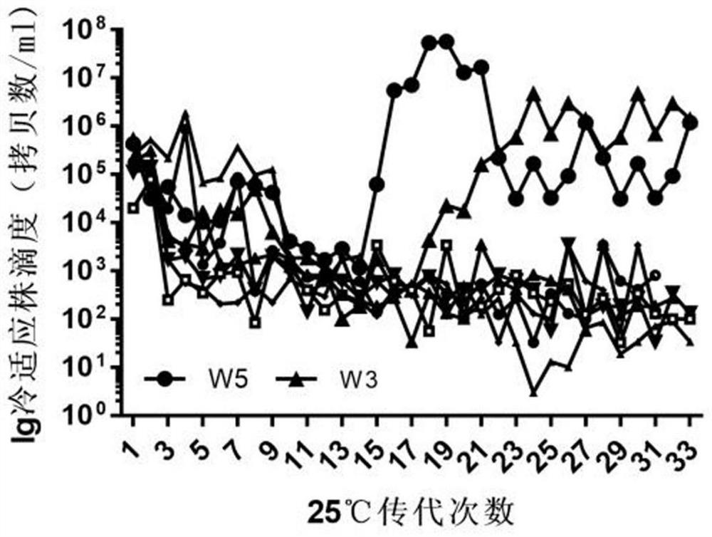 human type-III parainfluenza virus cold-adapted temperature-sensitive strain and application of cold-adapted temperature-sensitive strain