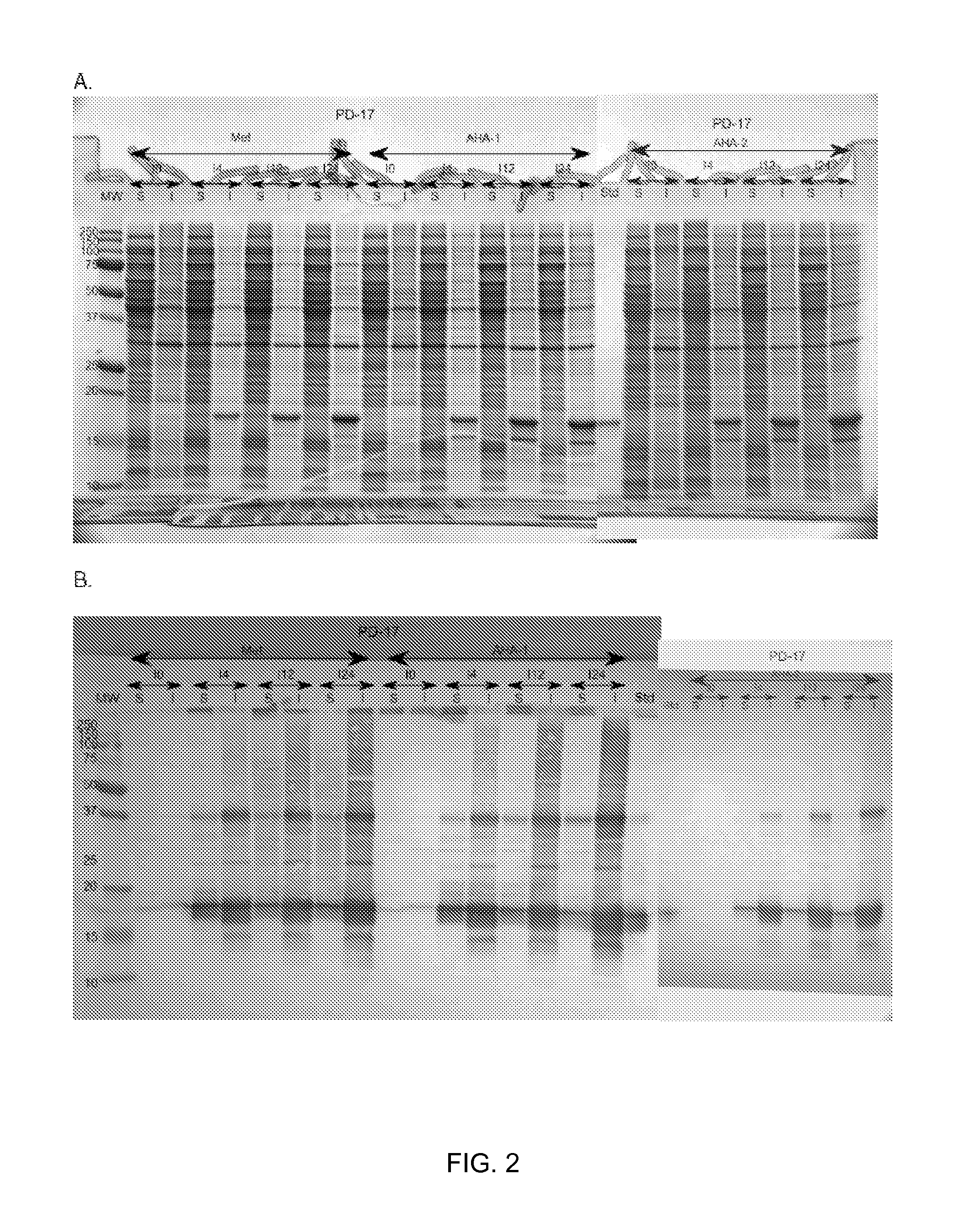 Production Of Recombinant Proteins Utilizing Non-Antibiotic Selection Methods And The Incorporation Of Non-Natural Amino Acids Therein