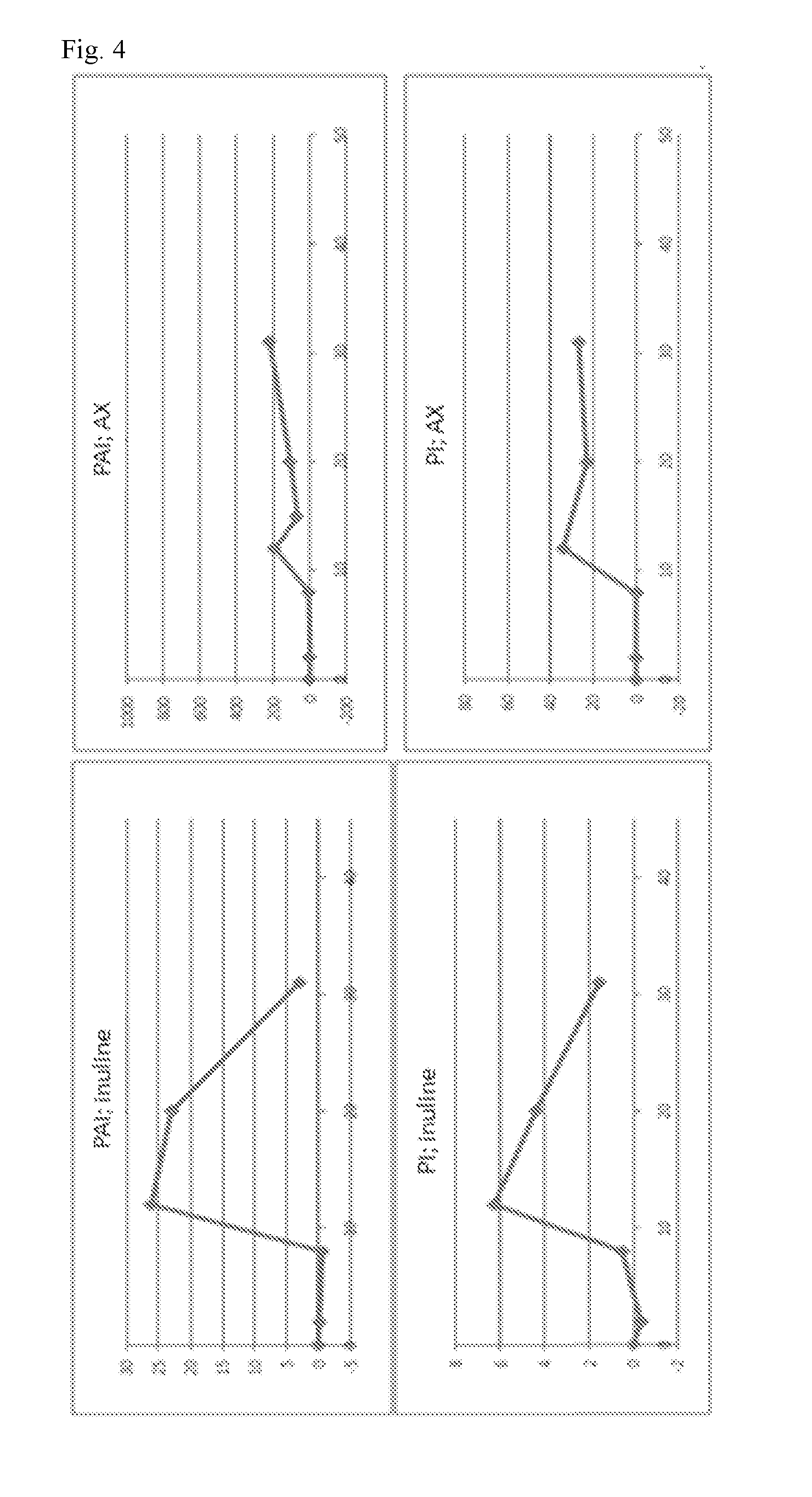 Arabinoxylans for modulating the barrier function of the intestinal surface