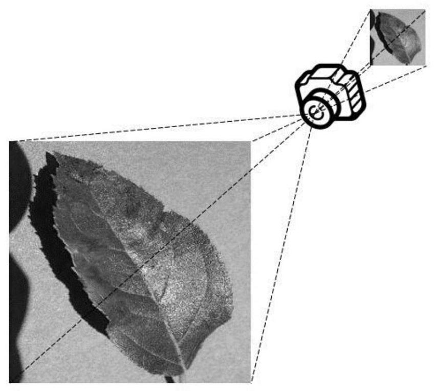 Plant disease diagnosis system based on disease spot correlation