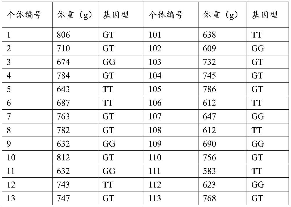 SNP marker related to growth rate character of basa fish, detection primers and application