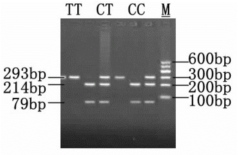 Cultivating method of laying hen with low egg yolk cholesterol content