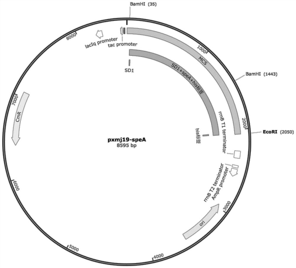 Recombinant corynebacterium crenatum capable of producing agmatine, and application thereof