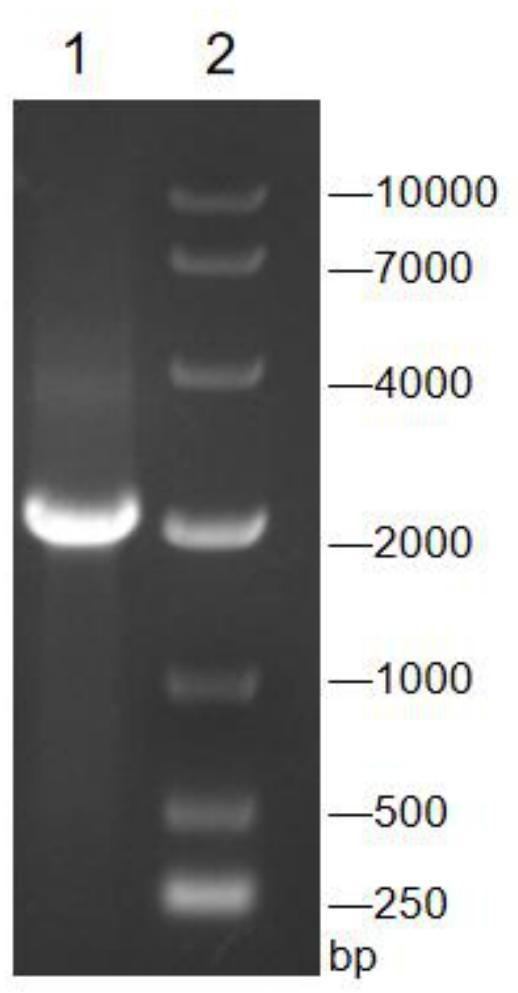 Recombinant corynebacterium crenatum capable of producing agmatine, and application thereof