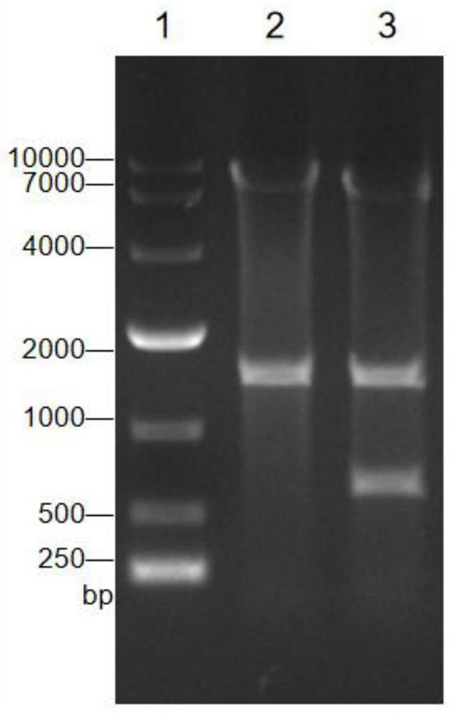 Recombinant corynebacterium crenatum capable of producing agmatine, and application thereof