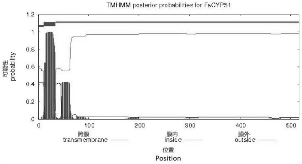 FsCYP51 gene and application thereof