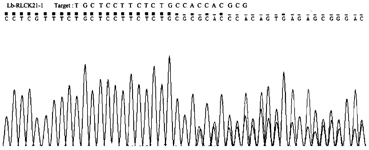 Rice receptor kinase gene OsRLCK21, protein encoded by rice receptor kinase gene OsRLCK21and application