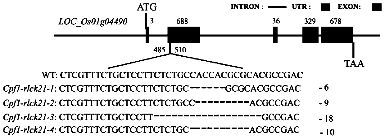 Rice receptor kinase gene OsRLCK21, protein encoded by rice receptor kinase gene OsRLCK21and application