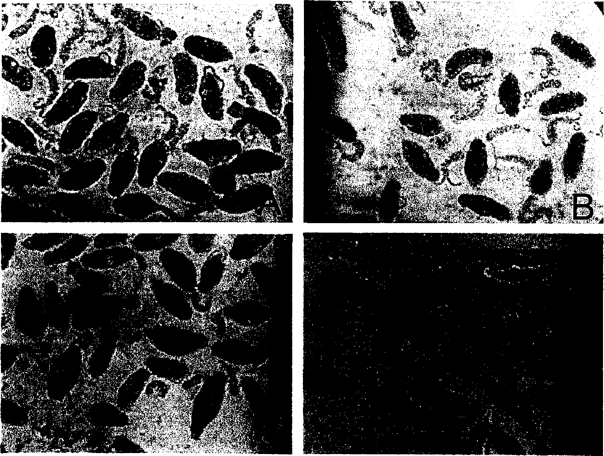 Related gene and protein for preventing and treating Japanese blood fluke infection, and its uses