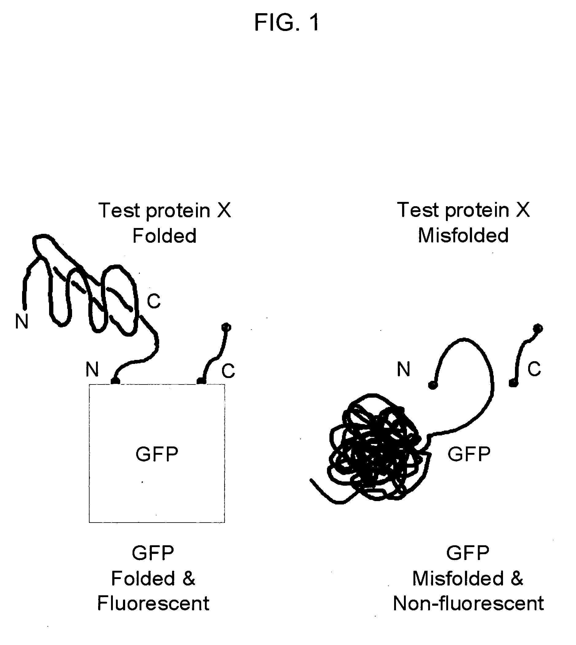 Circular permutant GFP insertion folding reporters