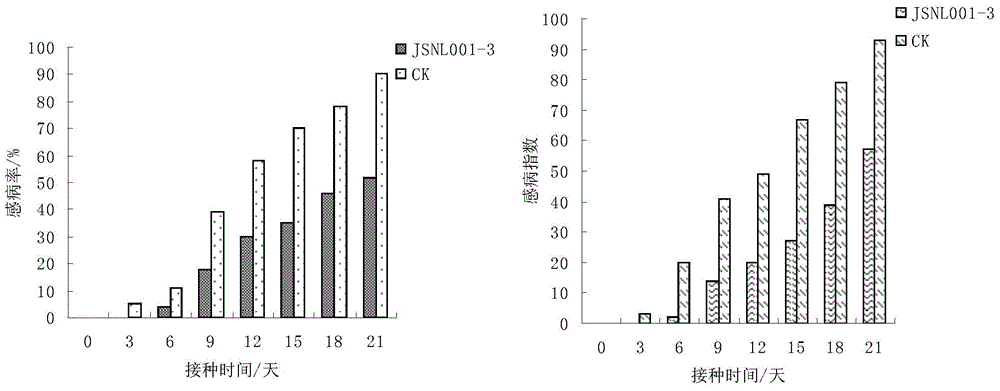 A kind of Agaricus dwarf and its application in Dendrobium officinale against leaf spot