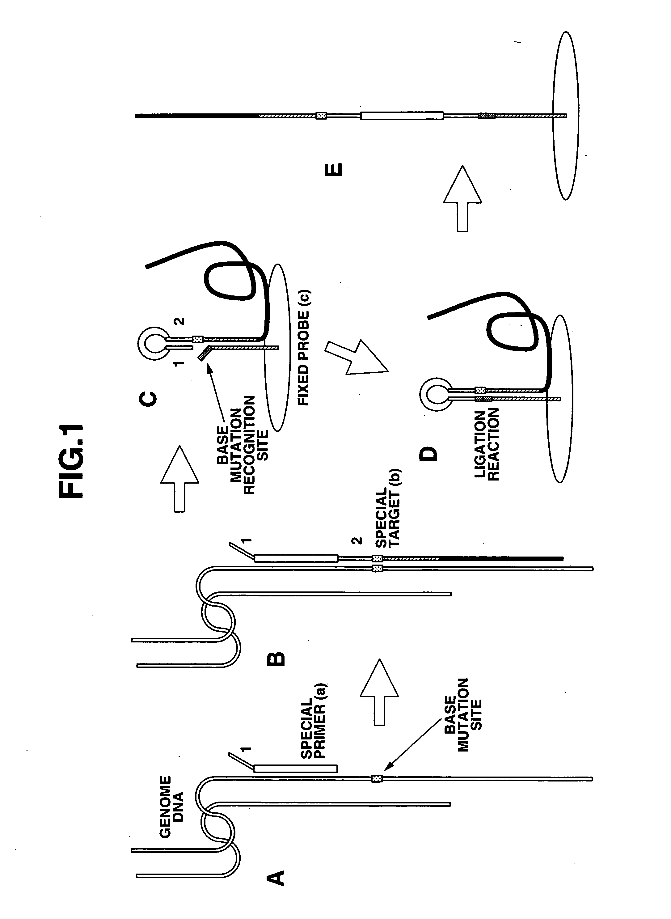 Method of detecting base mutation