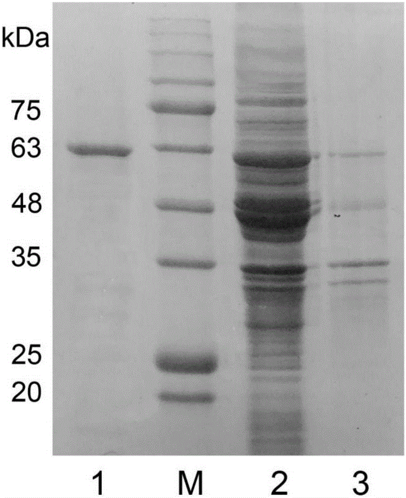 Protein of esterase EstK1 and application thereof