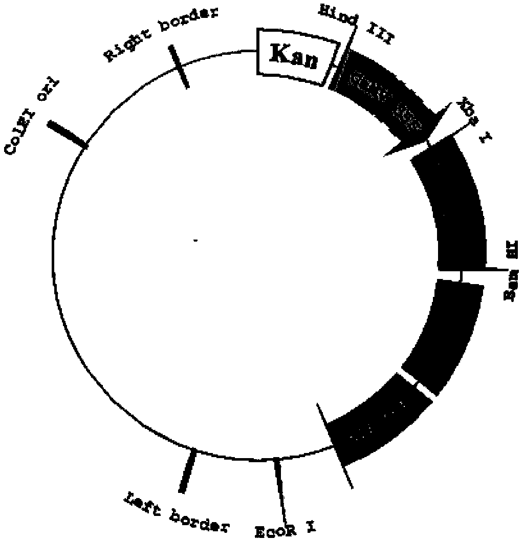 Sickle-alfalfa chloroplast cold-response protein (MfcpCOR14) and coding gene and application thereof