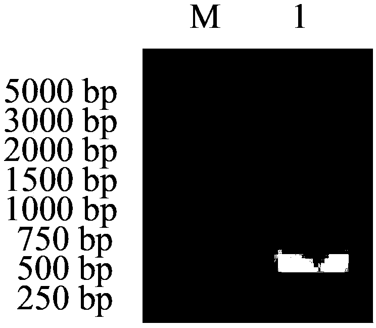 Sickle-alfalfa chloroplast cold-response protein (MfcpCOR14) and coding gene and application thereof