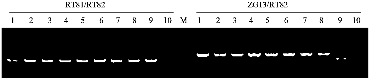 Sickle-alfalfa chloroplast cold-response protein (MfcpCOR14) and coding gene and application thereof